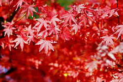 Leaf Image