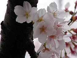 Sakura Image